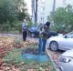 В Петергофе появились жидкие газоны
