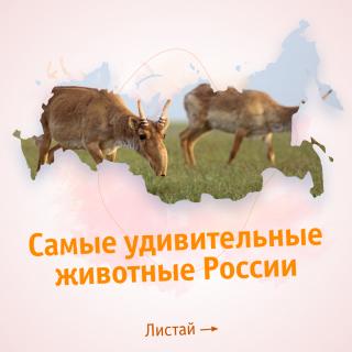 Поправки в Конституцию: удивительные животные России