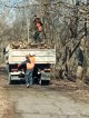 Зачистка от бурелома и хвороста